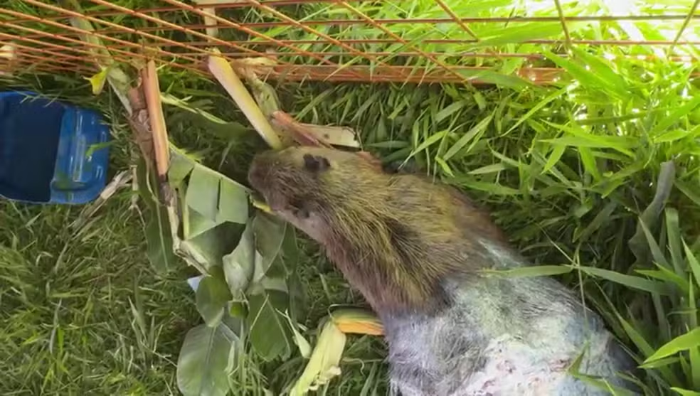 Capivara ferida por cabo metálico em tentativa de caça ilegal é resgatada após instalação de brete em marginal de Itapetininga