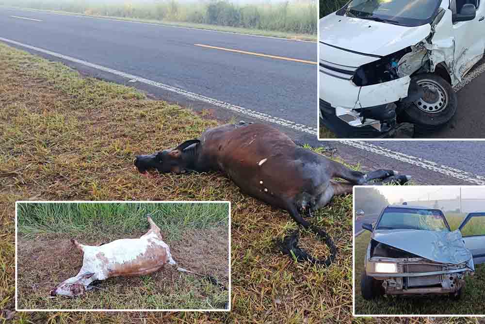 Três veículos atropelam dois bovinos na SP-261, em Cerqueira César