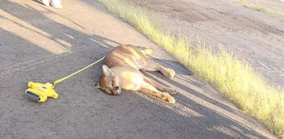 Acidente com onça-parda mobiliza equipes do DER em rodovia de Avaré