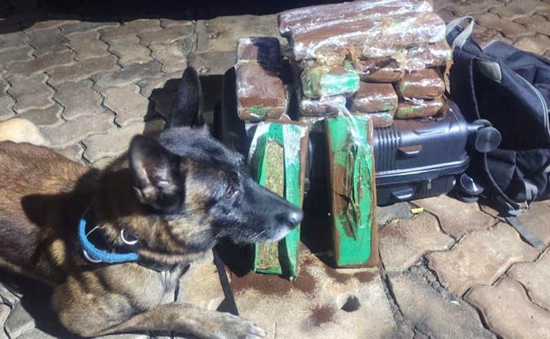 GCM de Itararé flagra mulher transportando 15 tabletes de maconha em ônibus interestadual