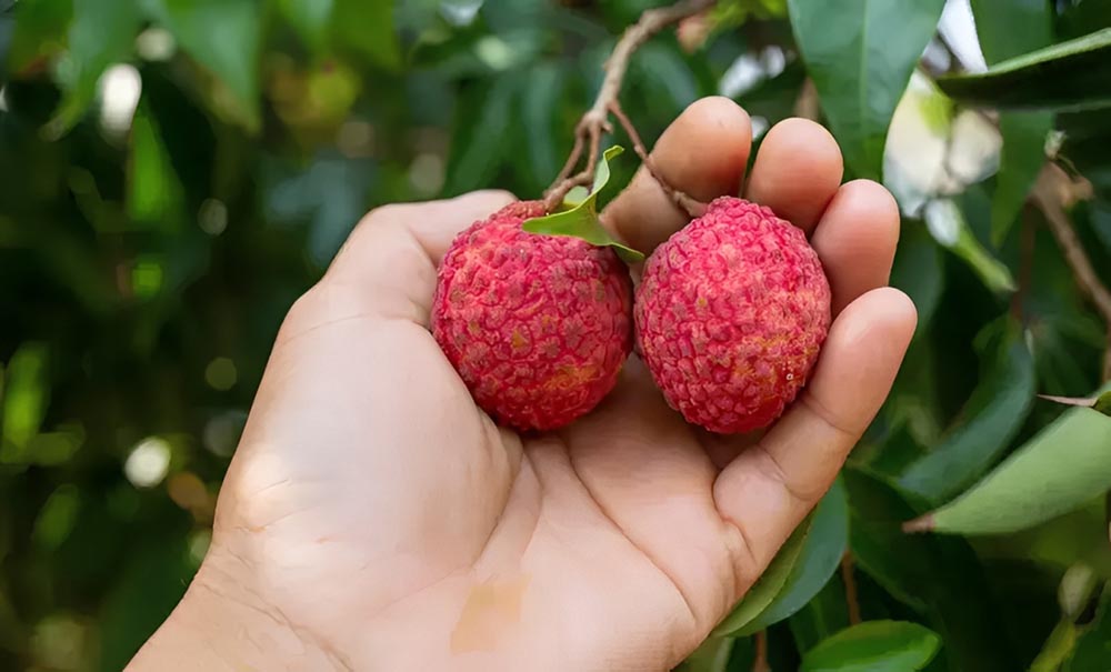 Itaí recebe evento técnico focado no cultivo e comercialização de lichia