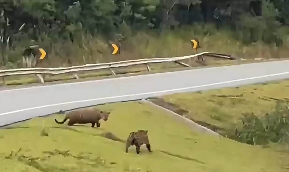 Onças-pintadas avistadas em Guapiara têm nome e são monitoradas pela Fundação Florestal