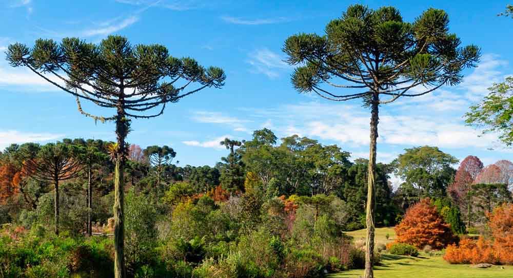 Itararé realiza primeiro encontro PSA Araucária, programa que vai pagar produtor rural por serviços ambientais